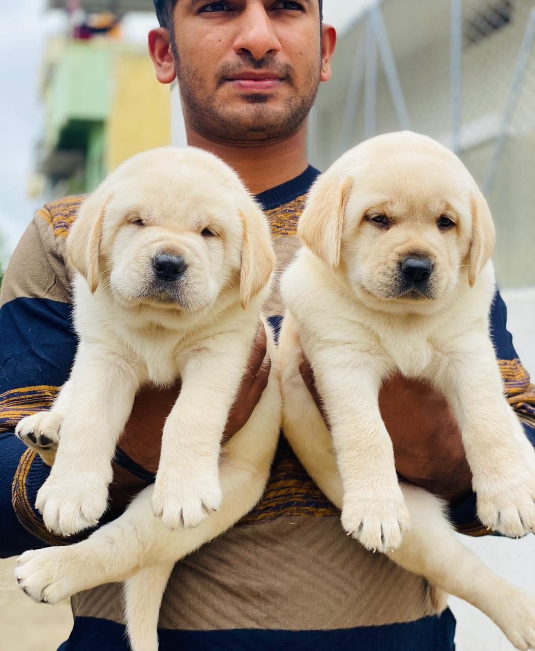 New owners with their Labrador puppies